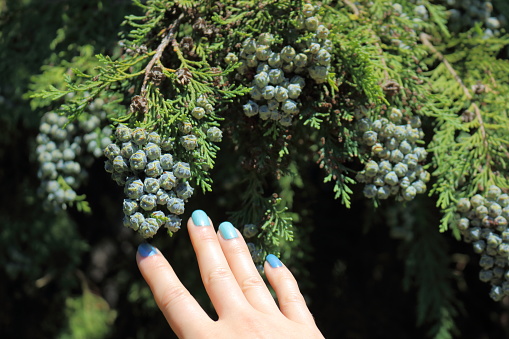 Woman`s hand on front of thuja.