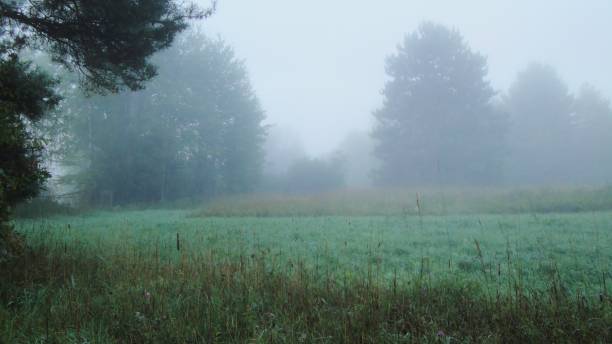 istock Meadow in morning fog 654341822