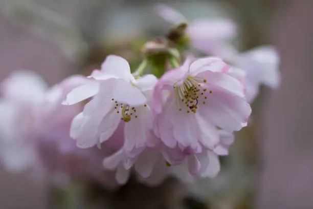 Photo of Pink flowering cherry, Prunus Accolade