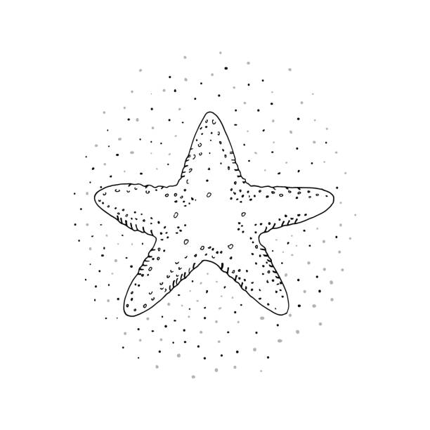 illustrations, cliparts, dessins animés et icônes de main sur illustrations vectorielles de coquillages. - etching starfish engraving engraved image