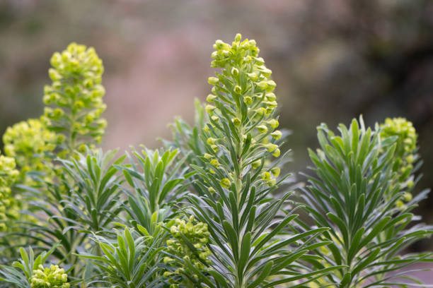 Mediterranean spurge (Euphorbia characias wulfenii) in flower Erect sub-shrub with oblong grey-green leaves and large, rounded heads of greenish-yellow flowers euphorbia characias stock pictures, royalty-free photos & images