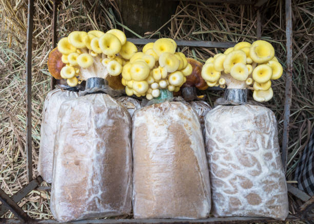 Mushroom cultivation stock photo