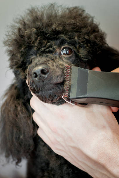 istock Haircut of the muzzle of a black poodle 654353088