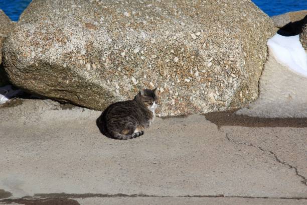 istock Stray cat at Saulnierville wharf, Nova Scotia, Canada Winter 654360320