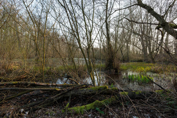 istock Low Moor with deadwood covered with moss/ Germany 654363830