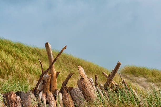 Closeup of driftwood standing up next to each other in a row surround by seagrass growing on a small sand dune under cloudy sky.