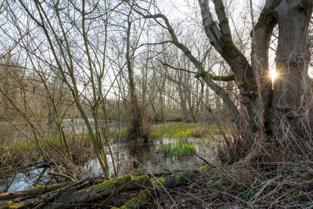 istock Sunlight over Low Moor at Neuss / Germany 654363896