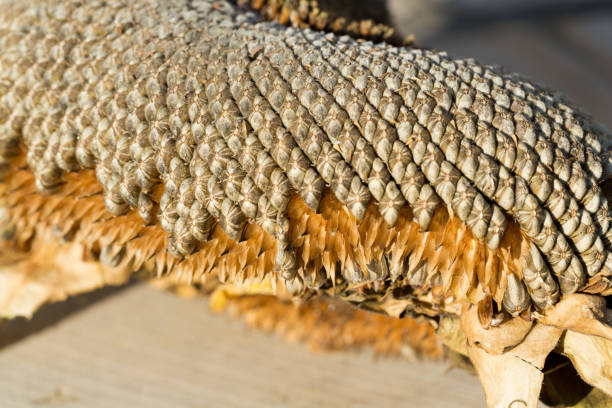 istock closeup of sunflower seeds 654367506