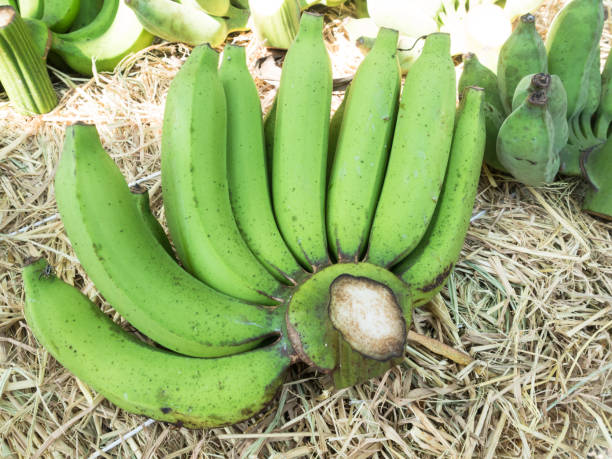 Green banana stock photo