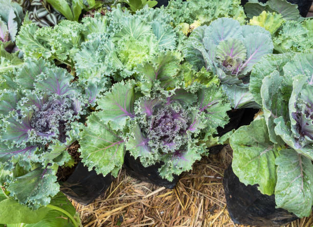 Hydroponic vegetables stock photo