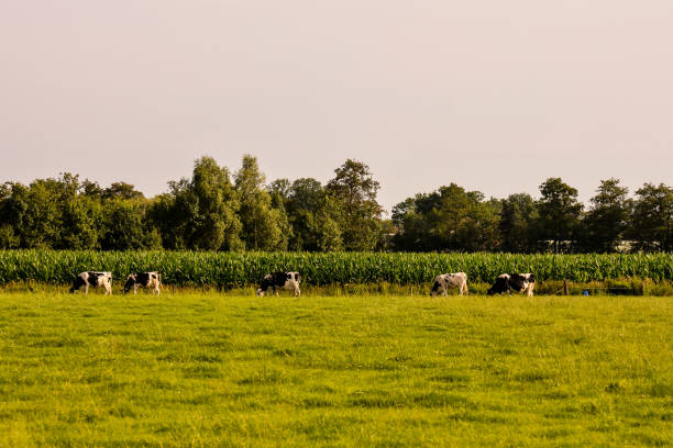 istock European natural countryside 654372418