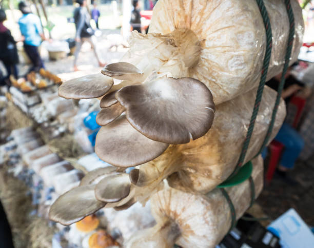 Mushroom cultivation stock photo