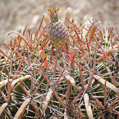 Close-up of spines and fruit of devil's tongue cactus, Ferocactus latispinus.