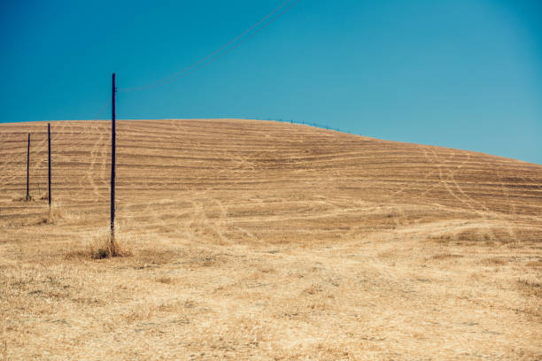 istock golden wheat field in a sunny day 654376114