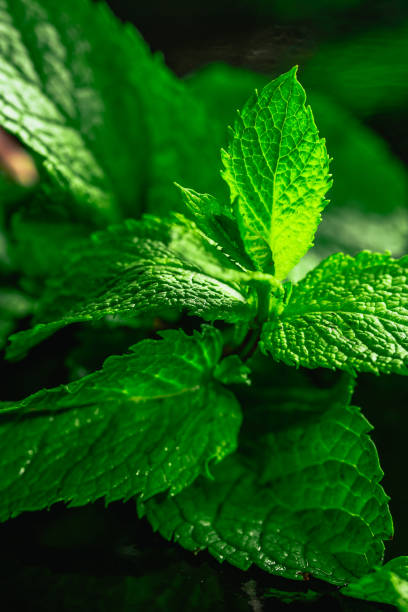 istock Fresh green mint close-up on a dark background 654379040