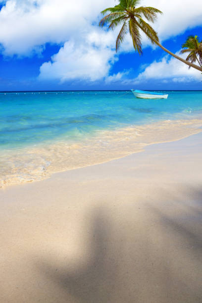 istock Tropical beach with palms and Caribbean sea 654379304