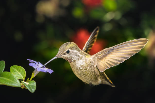 istock Female hummingbird and a small blue flower left angled view 654381826