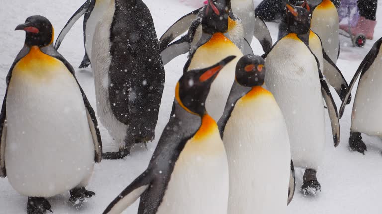 112 Emperor Penguin Stock Videos and Royalty-Free Footage - iStock | Emperor penguin chick, Emperor penguin isolated, Emperor penguin white background 112 Emperor Penguin Stock Videos and Royalty-Free Footage - iStock | Emperor penguin chick, Emperor penguin isolated, Emperor penguin white background