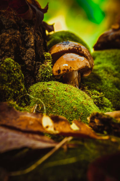 istock dark mushrooms on green moss with a wet hat 654382598