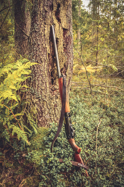 istock Gun at tree trunk in forest during hunting season 654382646