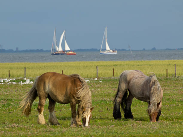 horses on the island of juist