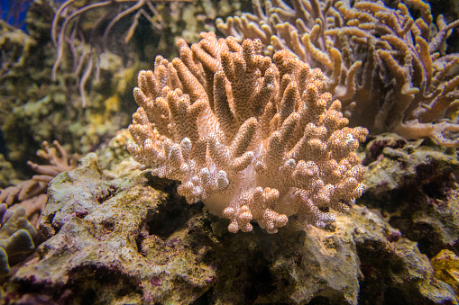 Sinularia coral or finger mushroom - soft coral brown.