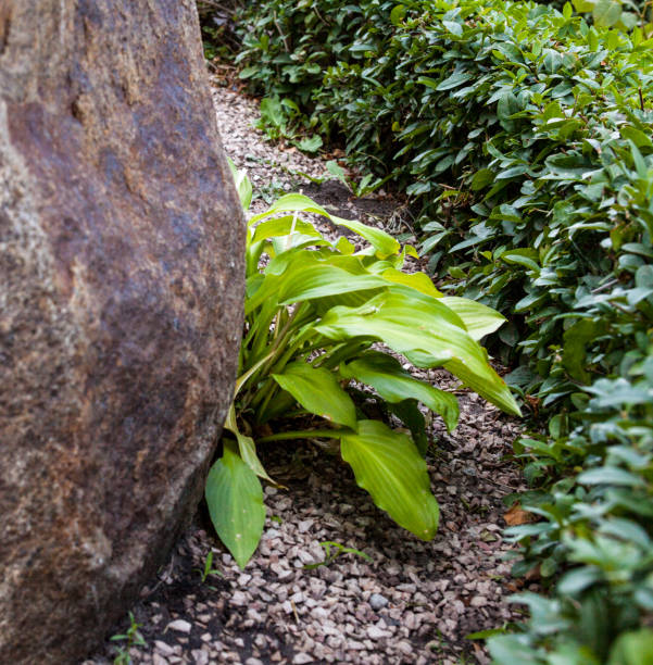 istock Buxus and hosta near the big stone 654383198