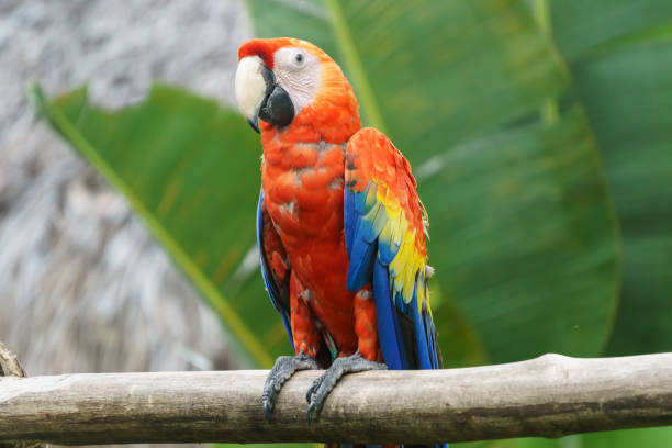 istock beautiful red parrot in nature 654385372