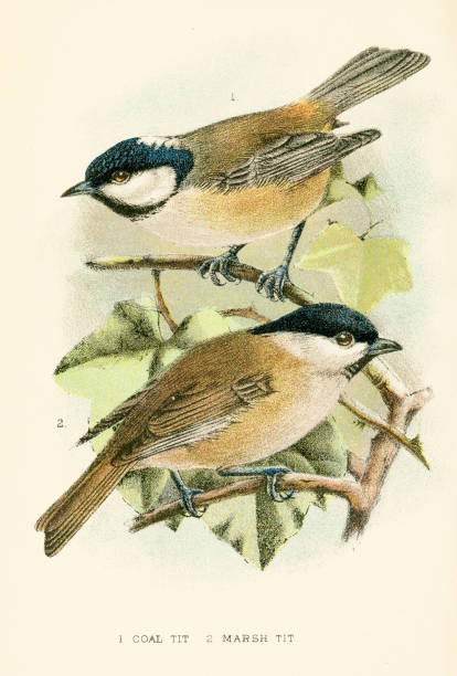 March and coal tit birds engraving 1896 A handbook to the birds of Great Britain by R. Bowdler Sharpe  parus palustris stock illustrations
