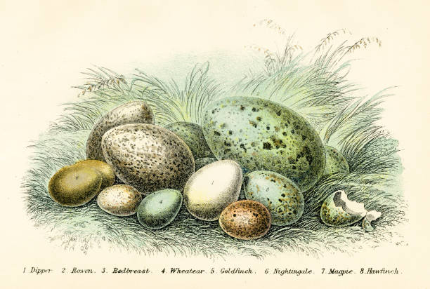 A handbook to the birds of Great Britain by R. Bowdler Sharpe 