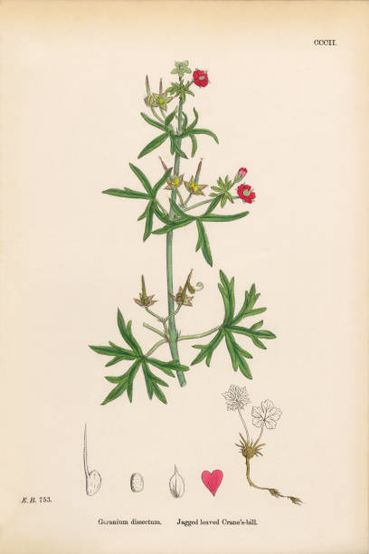 istock Jagged-leaved Cranesbill, Geranium dissectum, Victorian Botanical Illustration, 1863 654401316