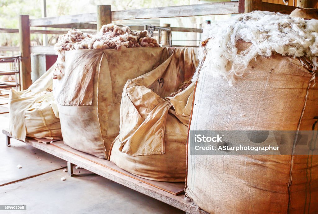 Sheep wool Fresh sheep wool in bags ready to be shipped Wool Stock Photo