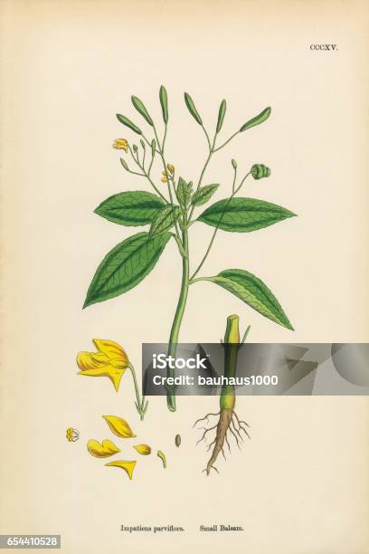 Small Balsam Impatiens Parviflora Victorian Botanical Illustration 1863 Stock Illustration - Download Image Now