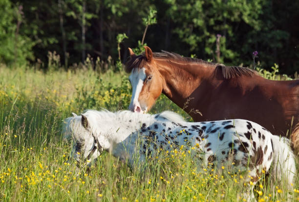 istock grazing ponys in field 654411058