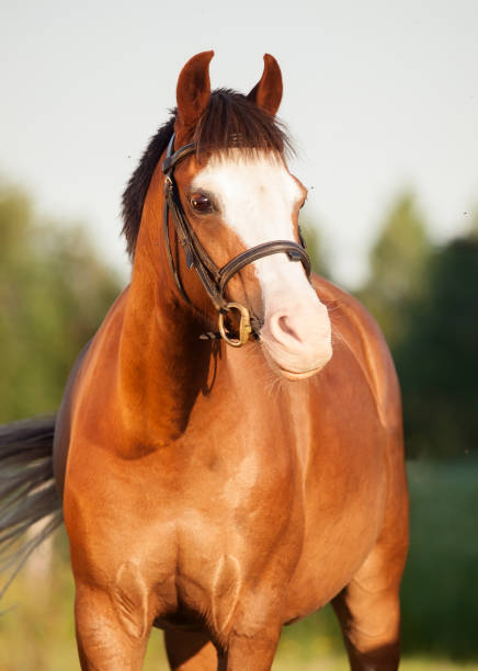 istock portrait of beautiful welsh pony mare 654411622