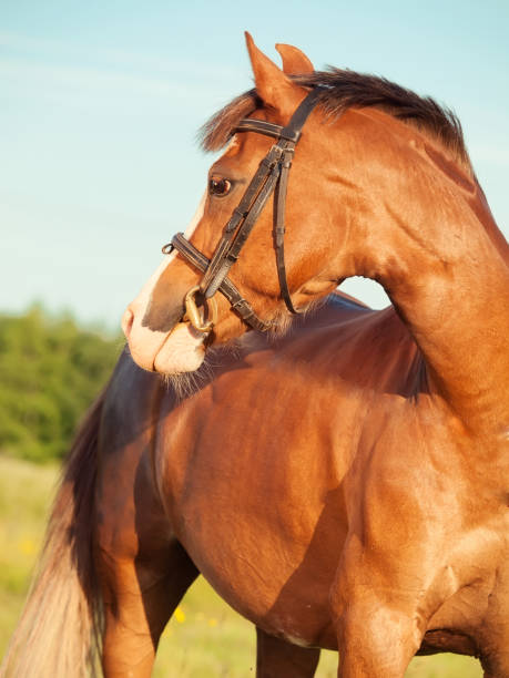 istock portrait of beautiful welsh pony mare 654411694