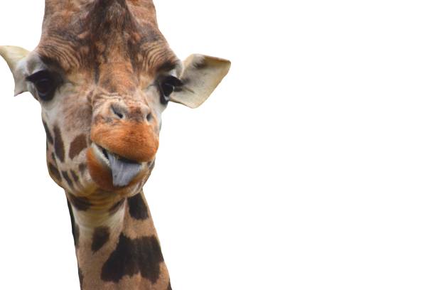 istock giraffe sticking tongue out  close up isolated head shot 654414172