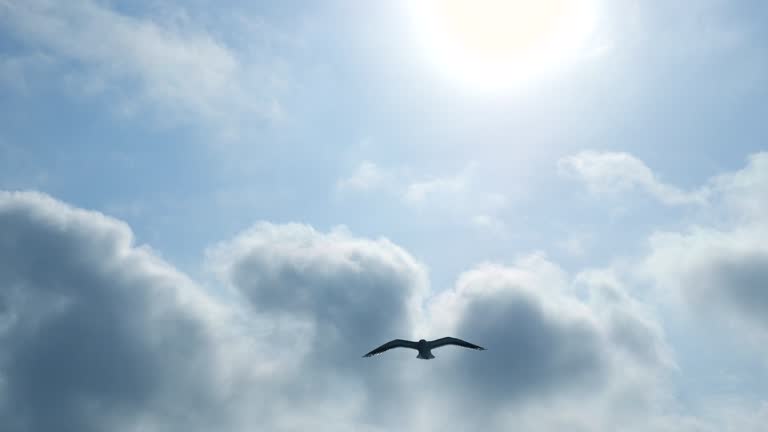 Seagulls Flying over the sun and Blue Sky