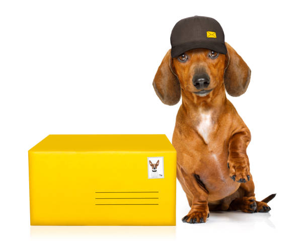 istock post delivery  dachshund  sausage dog 654419222