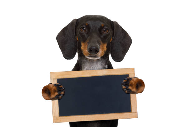istock dachshund sausage dog banner 654419348