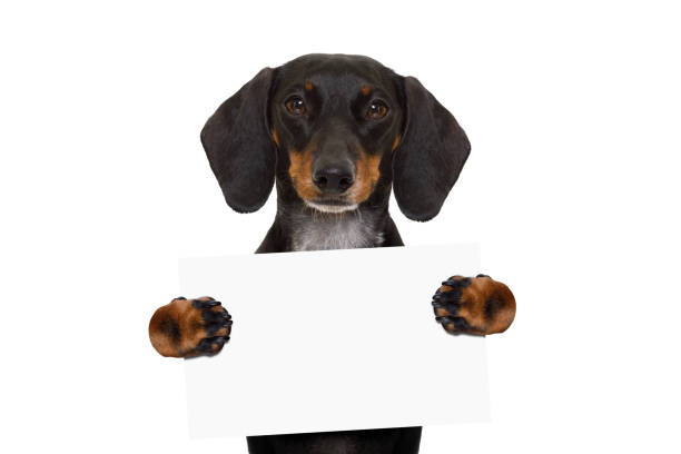 istock dachshund sausage dog banner 654419364