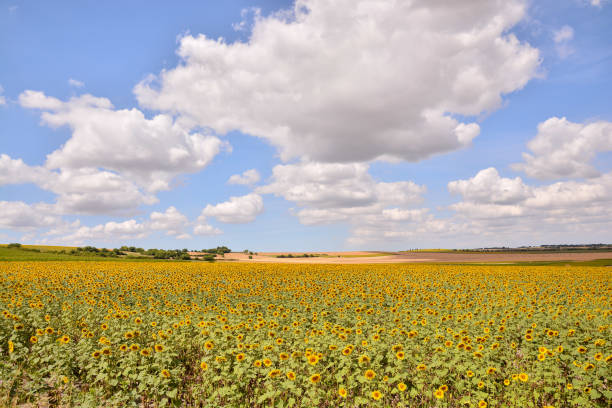 istock European natural countryside 654423740