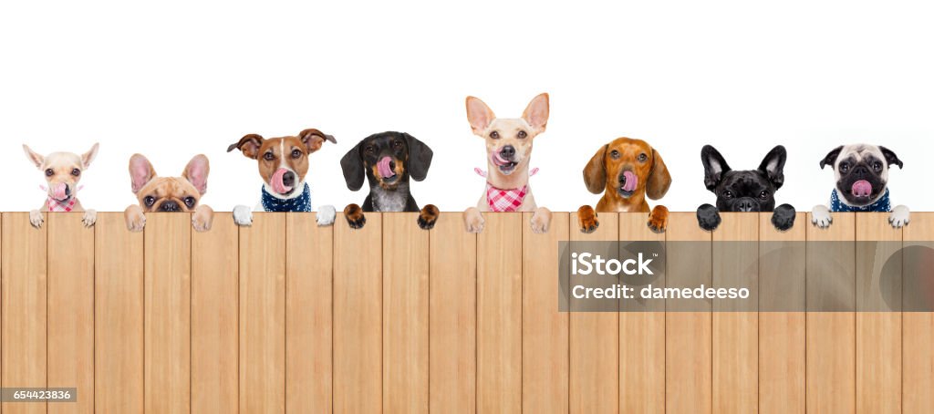 dog bowl group row of different dogs behind a blank banner placard blackboard, isolated on white background licking hungry with tongue Dog Stock Photo