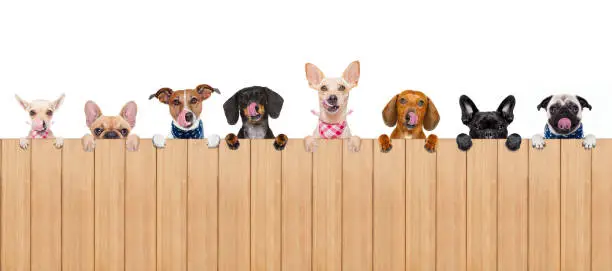 group row of different dogs behind a blank banner placard blackboard, isolated on white background licking hungry with tongue