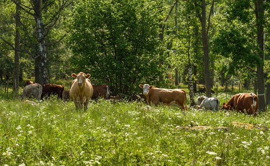 Cows in Sweden living outside in summer, grazing on a green field tall grass in front and green trees behind