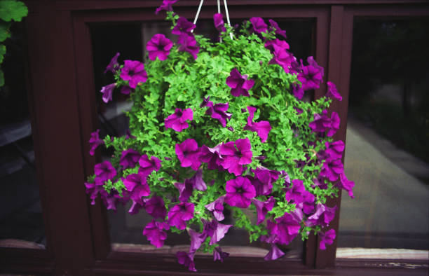 istock Flowers for home decoration 654424558
