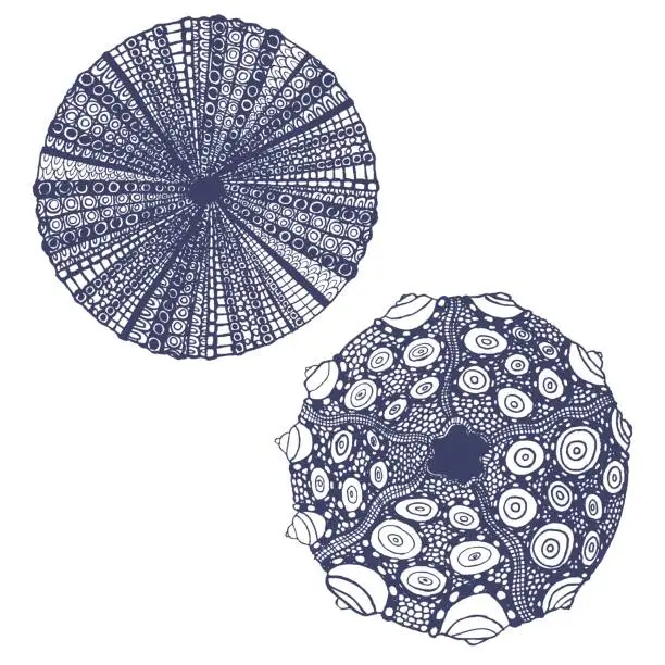 Vector illustration of vector set of  urchins