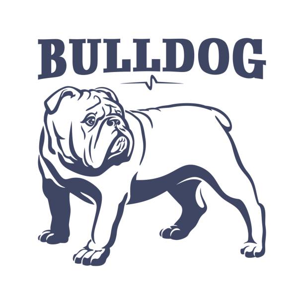 ilustraciones, imágenes clip art, dibujos animados e iconos de stock de ilustración de emblema mascota bulldog británico - bulldog