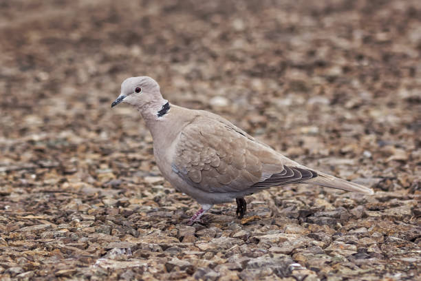 istock Wild Eurasian collared dove bird Streptopelia decaocto 654439790