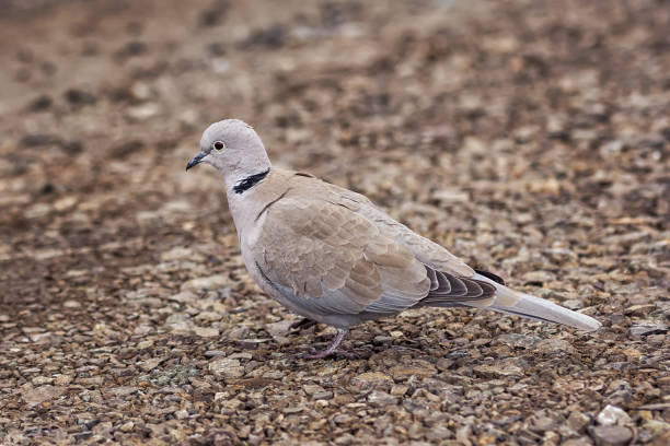 istock Wild Eurasian collared dove bird Streptopelia decaocto 654439810